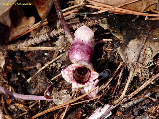 {Hexastylis heterophylla}